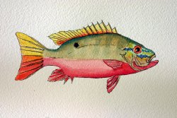 Mutton Snapper