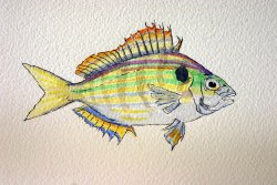 Pinfish