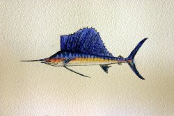 Sailfish