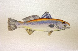 Sand Trout
