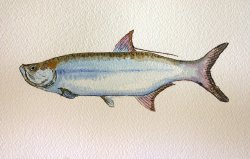 Tarpon